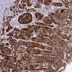 Anti-PDE4A Antibody