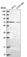 Anti-GGA2 Antibody