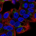 Immunofluorescent staining of human cell line Hep G2 shows localization to the Golgi apparatus.