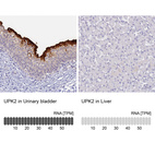Anti-UPK2 Antibody