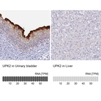 Anti-UPK2 Antibody