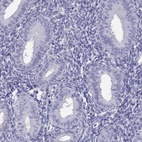 Immunohistochemical staining of human endometrium shows low expression as expected.