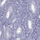 Immunohistochemical staining of human endometrium shows low expression as expected.