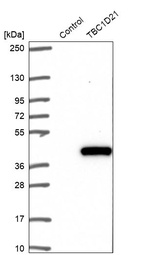 Western blot analysis in control (vector only transfected HEK293T lysate) and TBC1D21 over-expression lysate (Co-expressed with a C-terminal myc-DDK tag (~3.1 kDa) in mammalian HEK293T cells, LY407069).