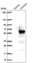 Western blot analysis in control (vector only transfected HEK293T lysate) and CCDC97 over-expression lysate (Co-expressed with a C-terminal myc-DDK tag (~3.1 kDa) in mammalian HEK293T cells, LY409458).