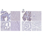 Immunohistochemical staining of human fallopian tube, liver, prostate and skeletal muscle using Anti-SNTN antibody HPA043322 (A) shows similar protein distribution across tissues to independent antibody HPA058399 (B).