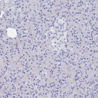 Immunohistochemical staining of human pancreas shows no cytoplasmic positivity in exocrine glandular cells as expected.