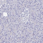 Immunohistochemical staining of human pancreas shows no cytoplasmic positivity in exocrine glandular cells as expected.