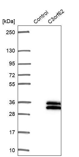 Anti-C3orf62 Antibody
