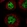 Anti-C3orf62 Antibody