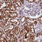 Anti-CMC1 Antibody
