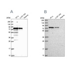 Anti-GNL1 Antibody