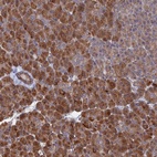 Anti-VPS37C Antibody