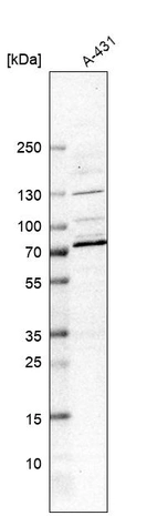 Western blot analysis in human cell line A-431.