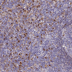 Immunohistochemical staining of human lymph node shows strong cytoplasmic positivity in non-germinal center cells.