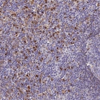 Immunohistochemical staining of human lymph node shows strong cytoplasmic positivity in non-germinal center cells.