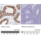 Anti-PRND Antibody