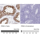 Anti-PRND Antibody