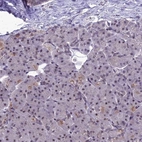 Immunohistochemical staining of human pancreas shows low expression as expected.