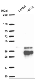 Western blot analysis in control (vector only transfected HEK293T lysate) and HMX2 over-expression lysate (Co-expressed with a C-terminal myc-DDK tag (~3.1 kDa) in mammalian HEK293T cells, LY401694).