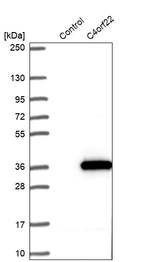 Western blot analysis in control (vector only transfected HEK293T lysate) and C4orf22 over-expression lysate (Co-expressed with a C-terminal myc-DDK tag (~3.1 kDa) in mammalian HEK293T cells, LY407318).
