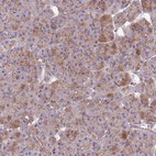 Immunohistochemical staining of human pancreas shows moderate granular cytoplasmic positivity in exocrine glandular cells.