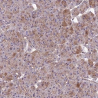 Immunohistochemical staining of human pancreas shows moderate granular cytoplasmic positivity in exocrine glandular cells.