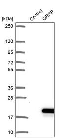 Western blot analysis in control (vector only transfected HEK293T lysate) and QRFP over-expression lysate (Co-expressed with a C-terminal myc-DDK tag (~3.1 kDa) in mammalian HEK293T cells, LY404880).
