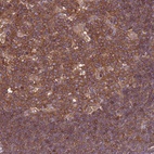 Anti-ATXN2L Antibody