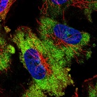 Immunofluorescent staining of human cell line U-251 MG shows localization to cytosol.