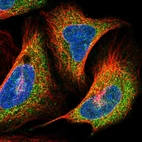 Immunofluorescent staining of human cell line U-2 OS shows localization to nuclear membrane & cytosol.