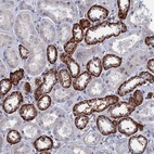 Anti-MARCH3 Antibody