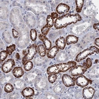 Anti-MARCH3 Antibody