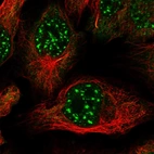Immunofluorescent staining of human cell line U-2 OS shows localization to nuclear speckles.