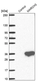 Western blot analysis in control (vector only transfected HEK293T lysate) and LY405925 over-expression lysate (Co-expressed with a C-terminal myc-DDK tag (~3.1 kDa) in mammalian HEK293T cells, LY405925).