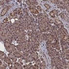 Anti-CEACAM21 Antibody