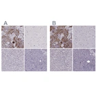 Immunohistochemical staining of human adrenal gland, cerebral cortex, liver and pancreas using Anti-PNMT antibody HPA043412 (A) shows similar protein distribution across tissues to independent antibody HPA051005 (B).