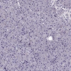 Immunohistochemical staining of human pancreas shows no positivity in exocrine glandular cells as expected.