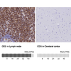 Anti-CD5 Antibody