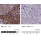 Anti-RASAL3 Antibody