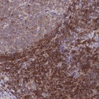 Immunohistochemical staining of human tonsil shows high expression.