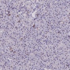 Immunohistochemical staining of human pancreas shows low expression as expected.