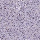 Anti-RASAL3 Antibody