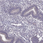 Immunohistochemical staining of human endometrium shows low expression as expected.