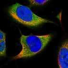 Immunofluorescent staining of human cell line U-251 MG shows localization to cytosol.