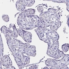 Immunohistochemical staining of human placenta shows no positivity in trophoblastic cells as expected.