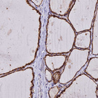 Anti-C5orf30 Antibody