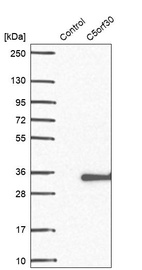 Anti-C5orf30 Antibody