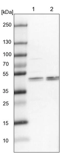 Lane 1: NIH-3T3 cell lysate (Mouse embryonic fibroblast cells)_br/_Lane 2: NBT-II cell lysate (Rat Wistar bladder tumour cells)