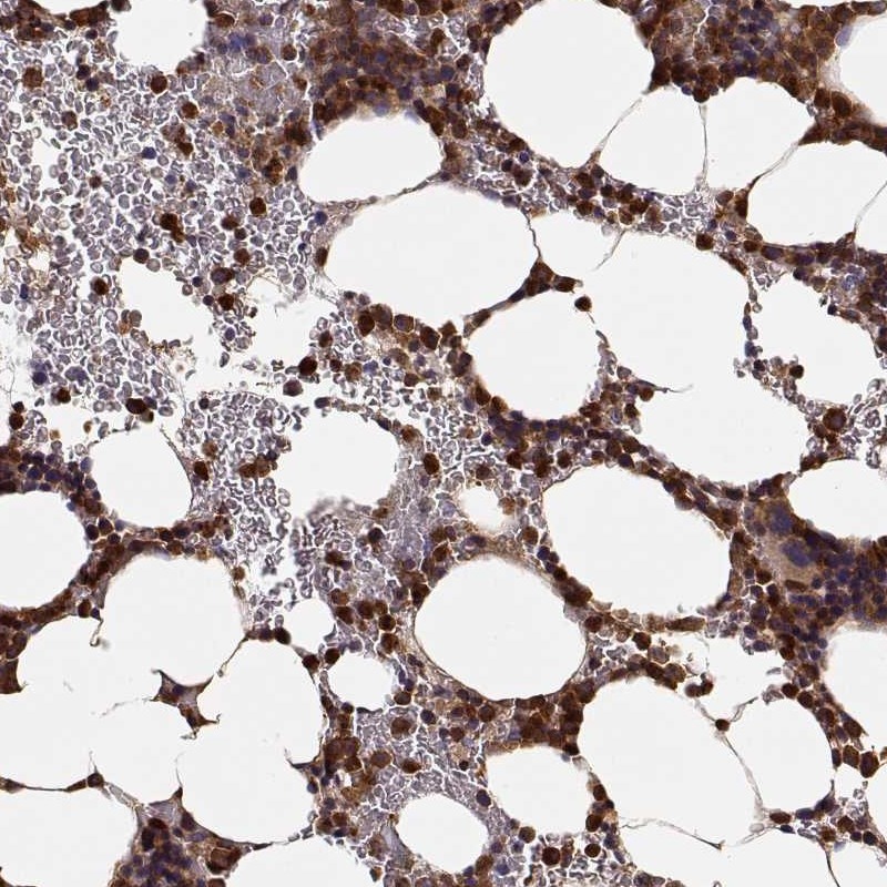 Anti-ARHGEF2 Antibody